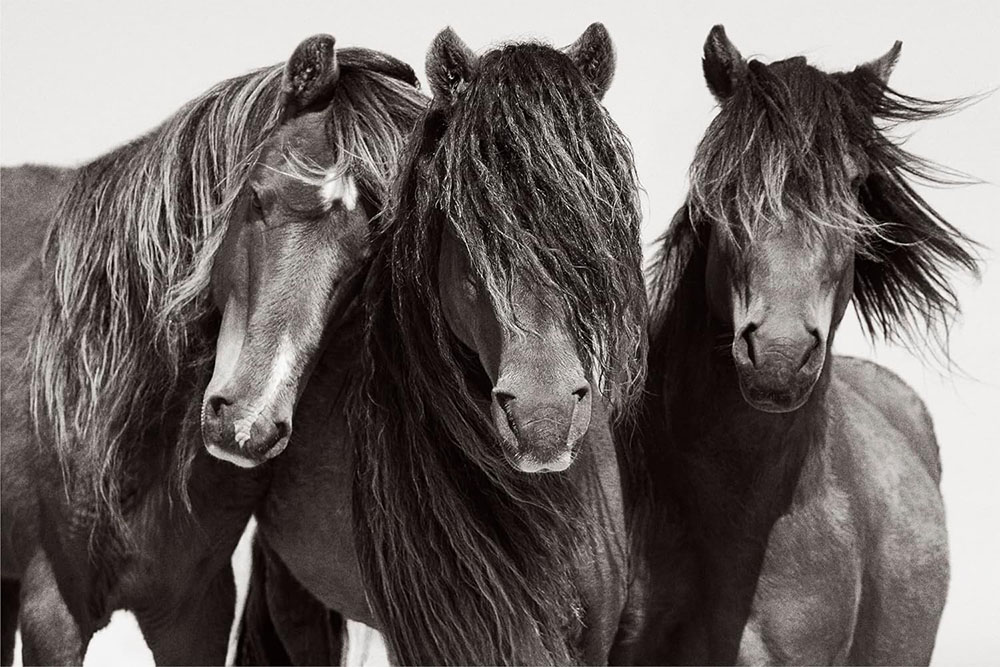 Equine Info Exchange - Horse Photography