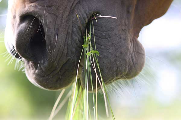 Equine Info Exchange