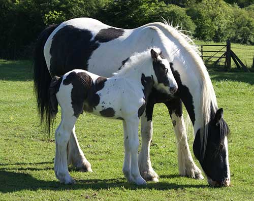 Equine Info Exchange