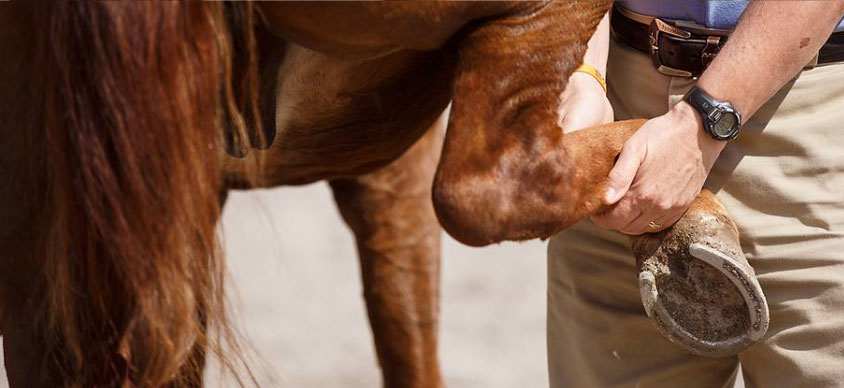 Photo courtesy of Kentucky Equine Research