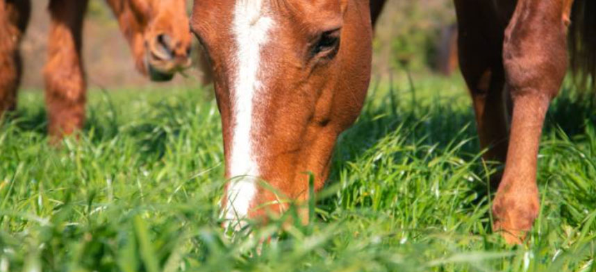 Photo courtesy of Kentucky Equine Research