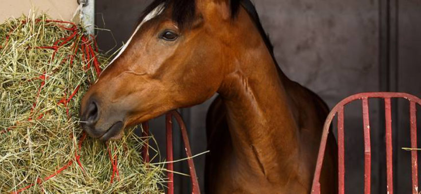 Photo courtesy of Kentucky Equine Research