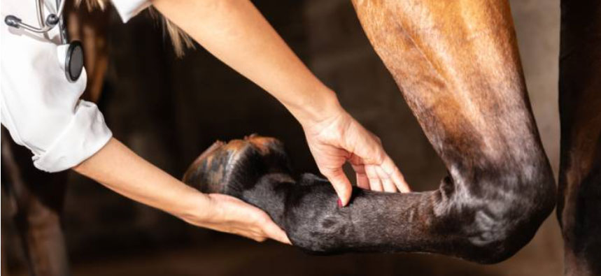 Photo courtesy of Kentucky Equine Research