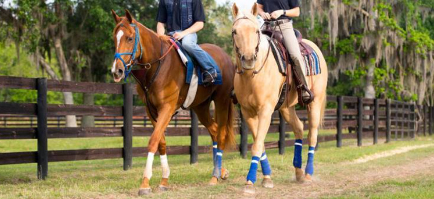 Photo courtesy of Kentucky Equine Research