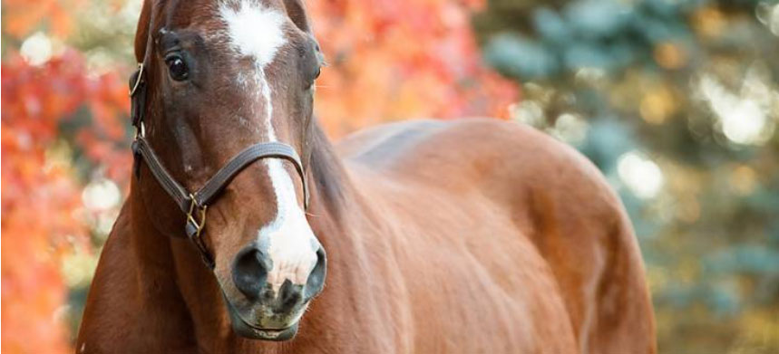 Photo courtesy of Kentucky Equine Research