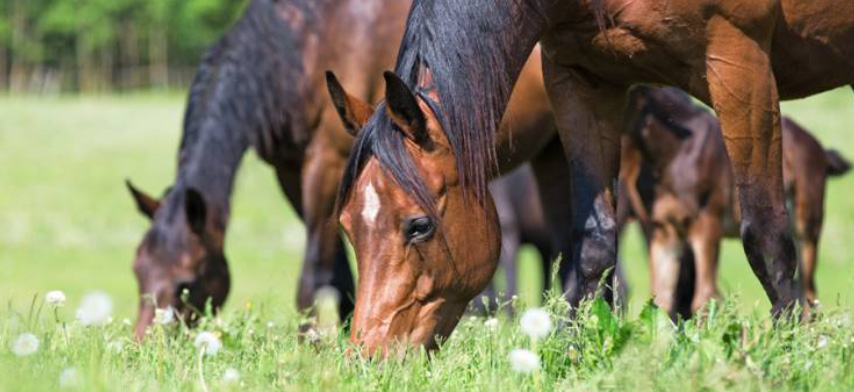 Photo courtesy of Kentucky Equine Research