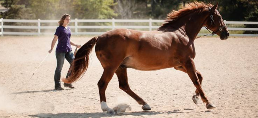 Photo courtesy of Kentucky Equine Research