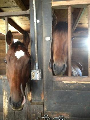 A pair of OTTBs (Acacia Courtney photo)