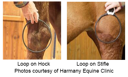 photo courtesy of Harmany Equine Clinic