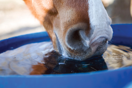 Horses and Summer Hydration