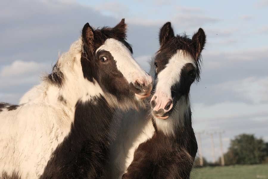 Equine Info Exchange