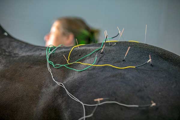  A German Trakehner horse named SongLine relaxes as his acupuncture needles work at the new UF Equine Acupuncture facility. [Alan Youngblood/Staff photographer]