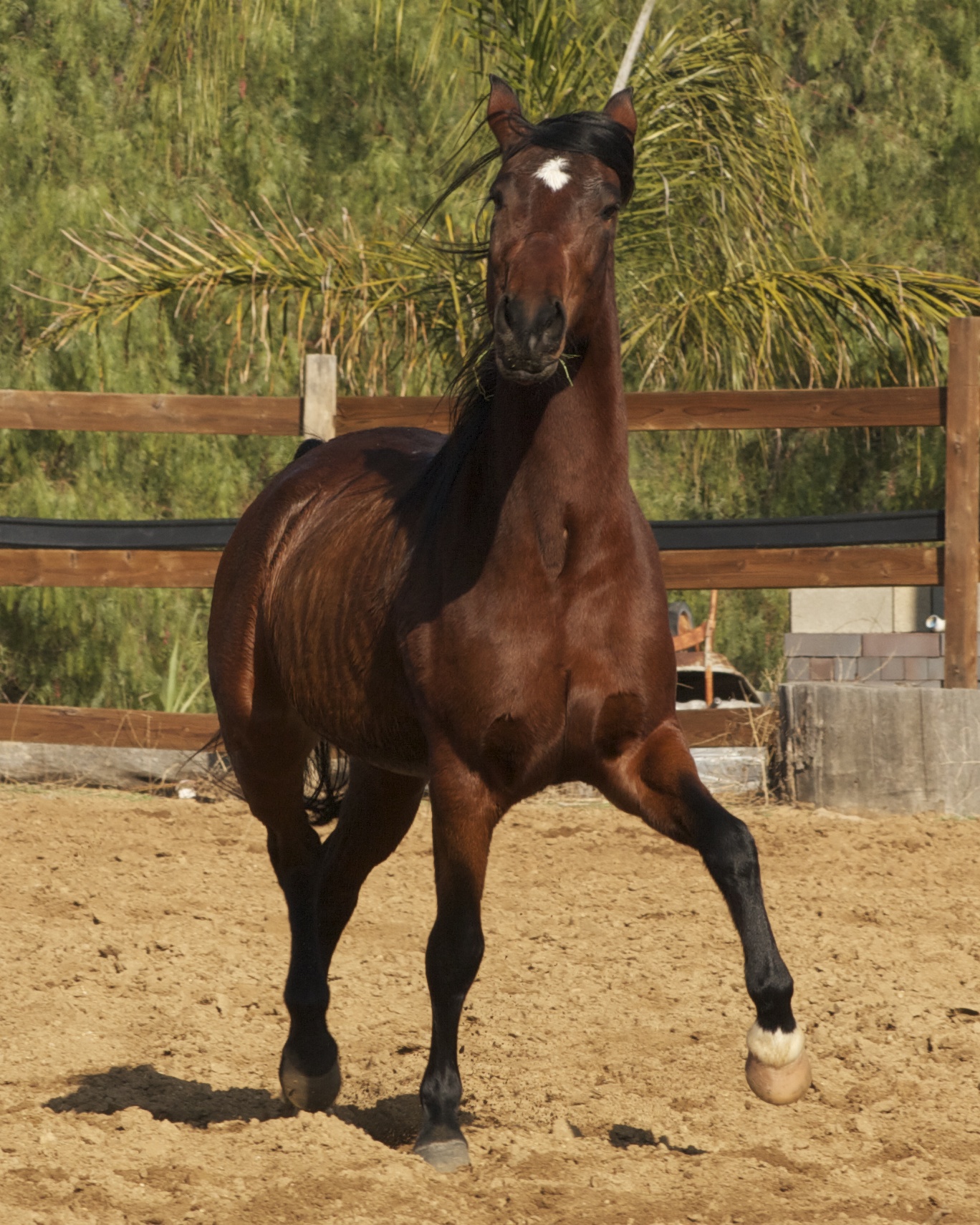 Allegria de los Cielos Allessandra Deerincks Mangalarga Marchador 