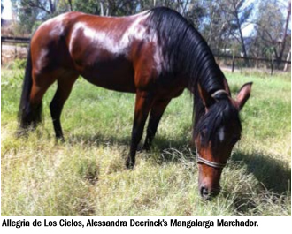 Allegria de los Cielos Allessandra Deerincks Mangalarga Marchador 