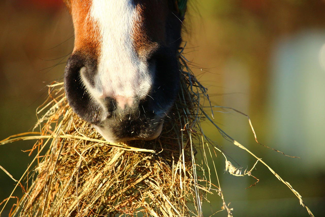 Alfalfa and the Insulin Resistant Horse - The True Story