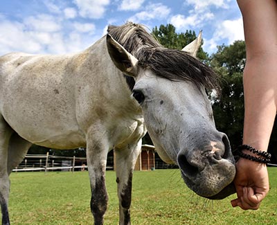 Alfalfa and the Insulin Resistant Horse - The True Story