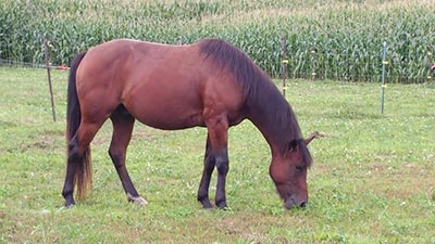 Alfalfa and the Insulin Resistant Horse - The True Story