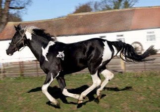  Homozygous Tobiano stallion Angrove Spottedick, photos courtesy of Angrove Stud, UK 