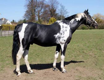  Homozygous Tobiano stallion Angrove Spottedick, photos courtesy of Angrove Stud, UK 