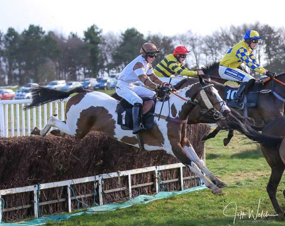 Angrove Mumsbuns,  photo courtesy of Angrove Stud, UK