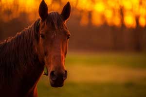 A study led by Professor Laurent Couëtil found that 80 percent of thoroughbred racehorses surveyed had mild or moderate asthma. Credit: Purdue University photo/Rebecca Wilcox