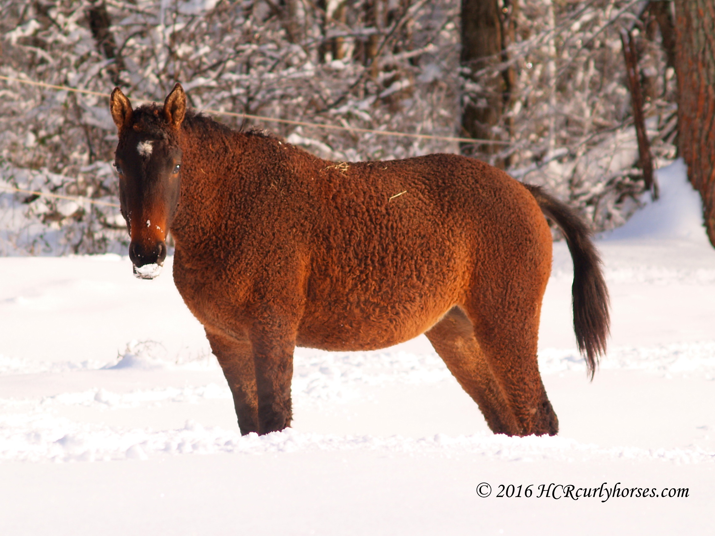 American Bashkir Curly Horse