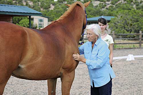 Training & Retraining Horses the Tellington Way by Linda Tellington-Jones