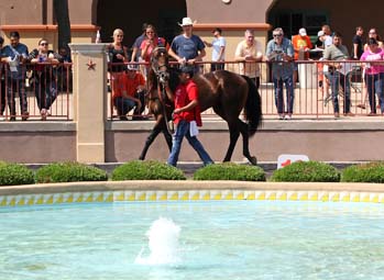 Lone Star Park in Texas