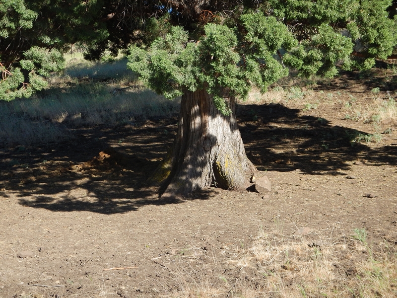 Above photo showing a juniper that has been frequented by wild horses for shelter... this tree has not been subjected to wildfire, but as we see, it will likely fare well due to the lack of fine fuels and ladders under its canopy.