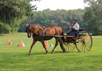 Photo courtesy of the Canadian Horse Breeders Association