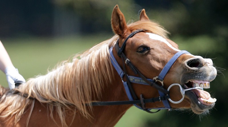 Chestnuts have the most sensitive skin in the horse world, says Jochen Schleese. © Kerry Evans