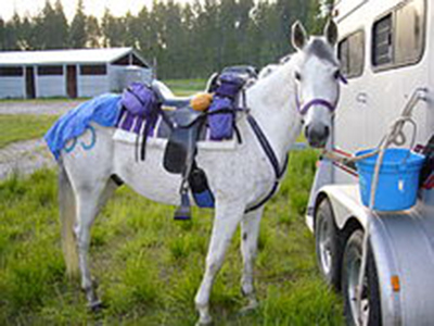  The Basics of Competitive Trail Riding