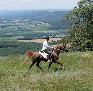  The Basics of Competitive Trail Riding