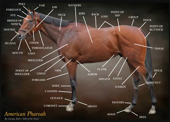 American Pharoah by Georgia Rush, Talk of the Track