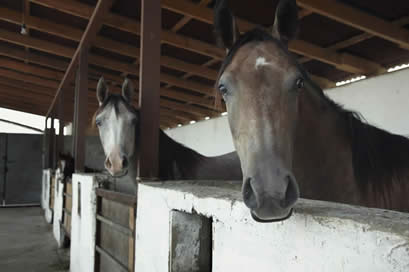 Horses in the stable