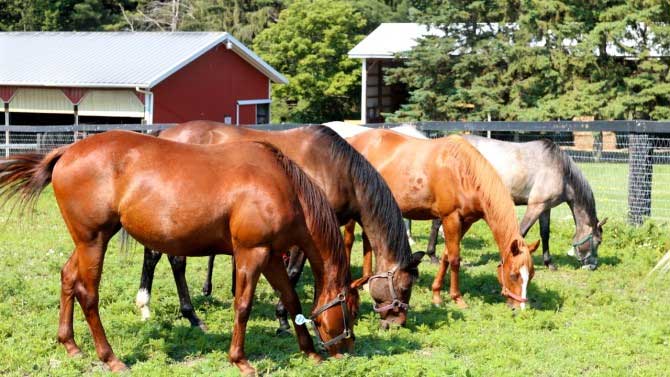 Broodmares graze in the field at Baker Institute for Animal Health. Photo courtesy of Camille Holmes