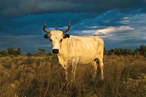 Cracker Cattle