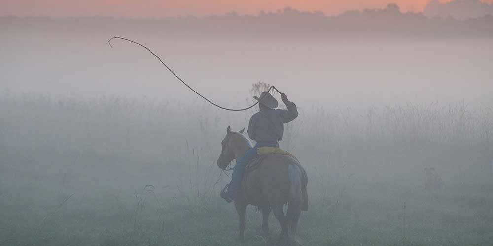 The cracker cattle were descendants of the seven Andalusian cattle first brought from Spain by Ponce de Leon when he made his second voyage to Florida in 1521.