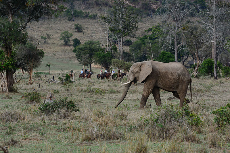 DD Kingscoat in Kenya with Safaris Unlimited LLC