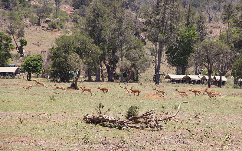 DD Kingscoat in Kenya with Safaris Unlimited LLC