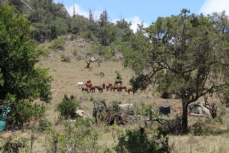 DD Kingscoat in Kenya with Safaris Unlimited LLC