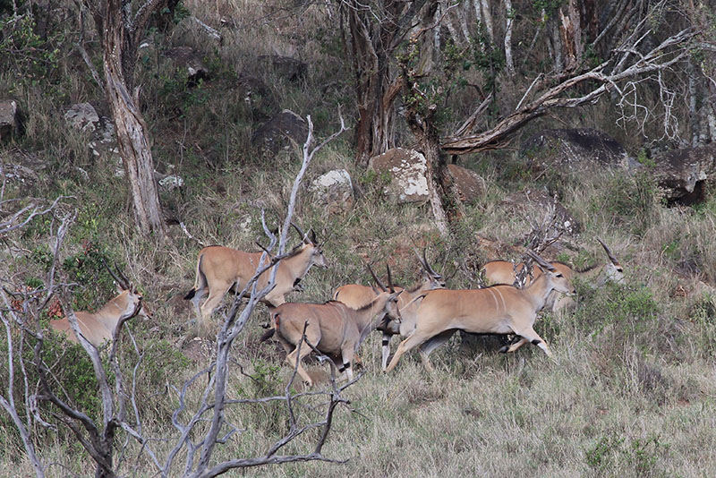 DD Kingscoat in Kenya with Safaris Unlimited LLC