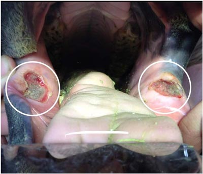 Equine Dentistry