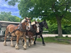 Experiencing Northern Michigan: Horse-Drawn Carriage Tour on Mackinac Island