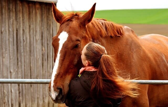 Study Suggests An ‘Emotional Transfer’ Between Humans & Horses