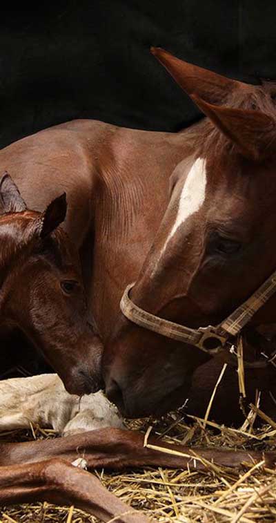 Equilume Light Masks