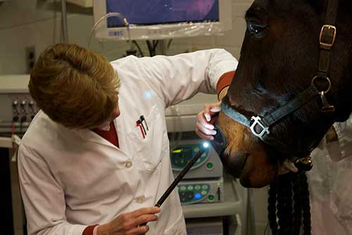 Doctor Dorothee Bienzle,a Ontario Veterinary College researcher