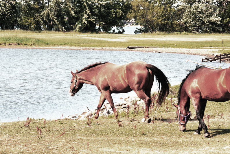 Photo courtesy of Equine Guelph