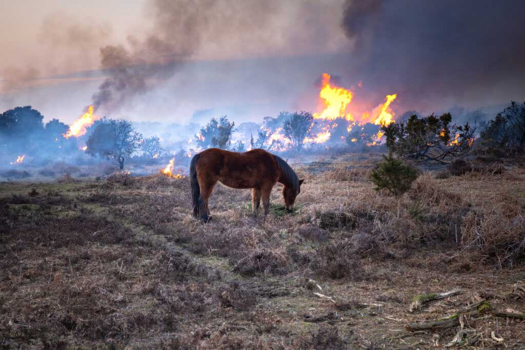 Photo courtesy of Equine Guelph