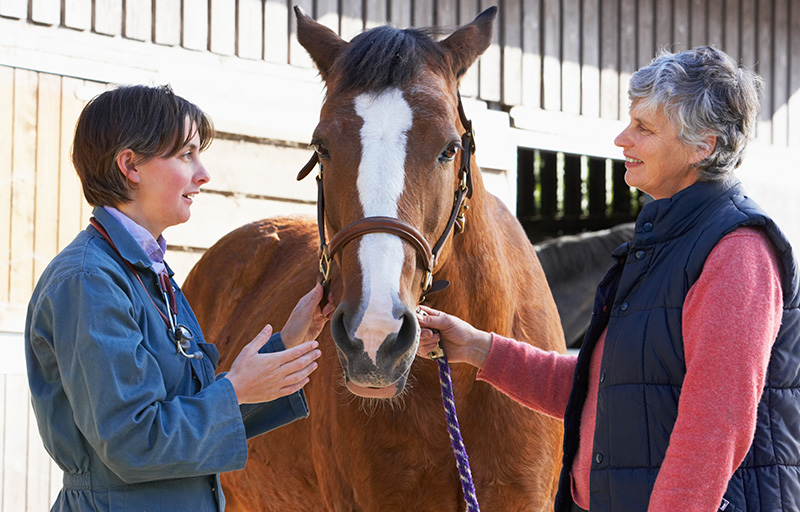 Photo courtesy of Equine Guelph